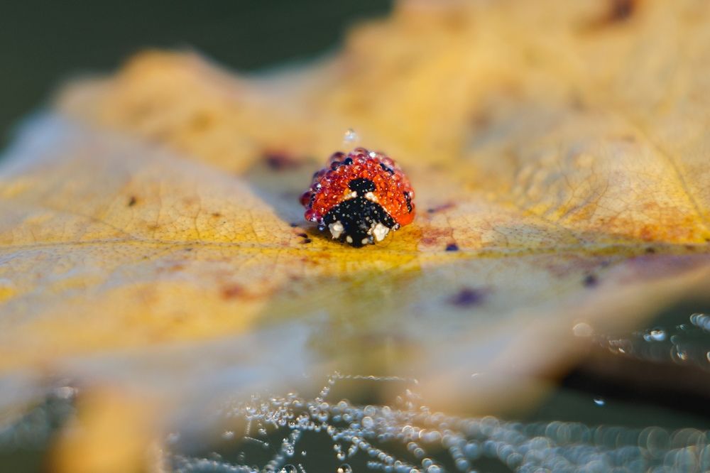 Бриллиантовая!