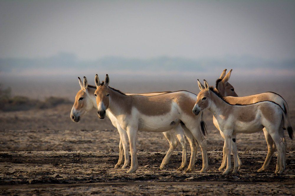 Indian Wild Ass