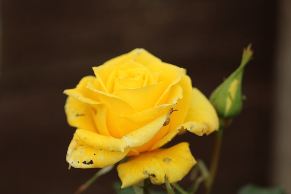 yellow rose