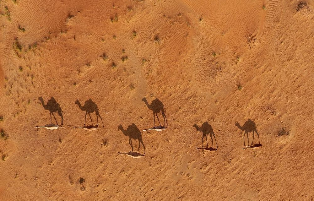 Camel's