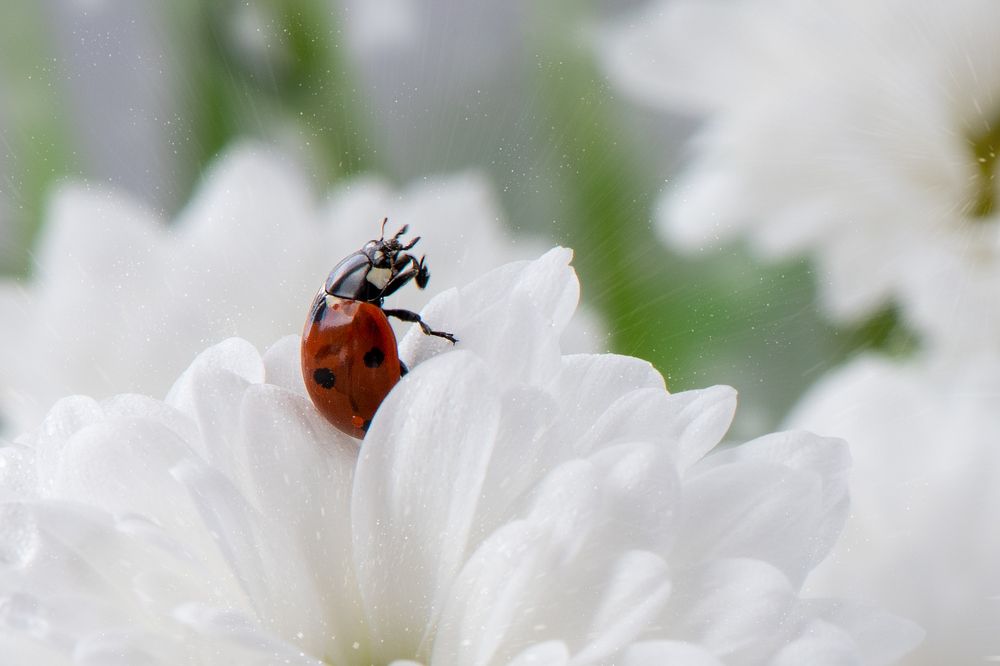 Photograph by Татьяна Золотых