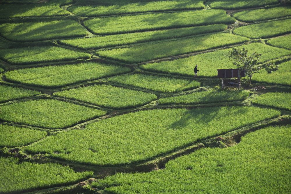 RICE FIELDS