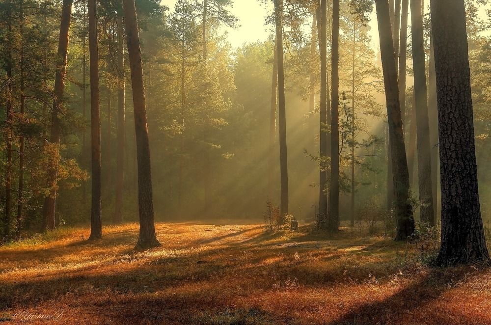 Сосны в тумане...