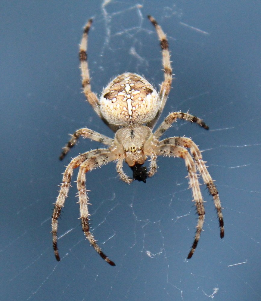 Паук за окном