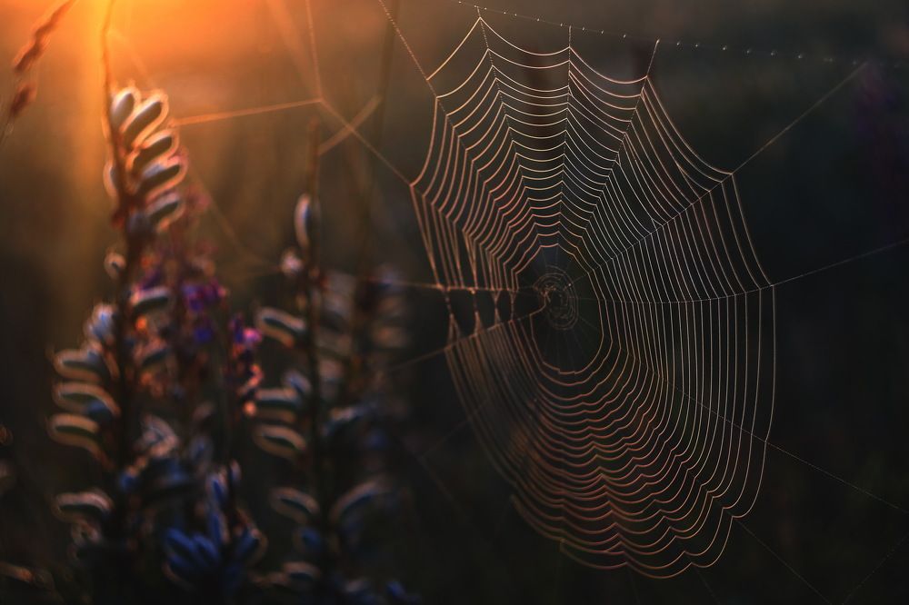 Волшебство рядом