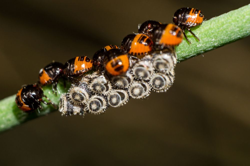 Первые шаги