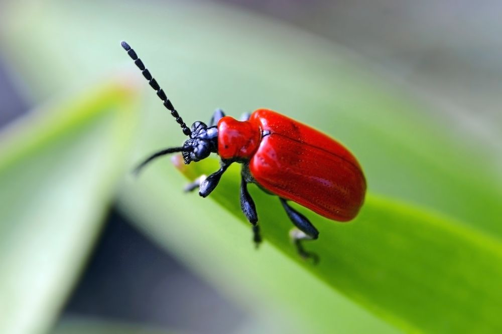 Лилейная трещалка