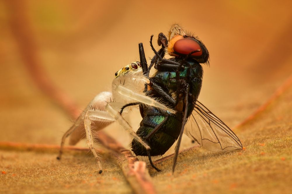 Eat fly (jumping spider - 2)