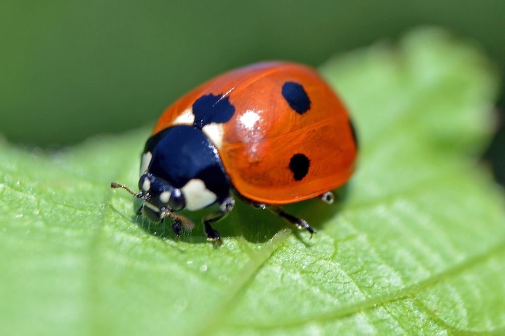Божья коровка