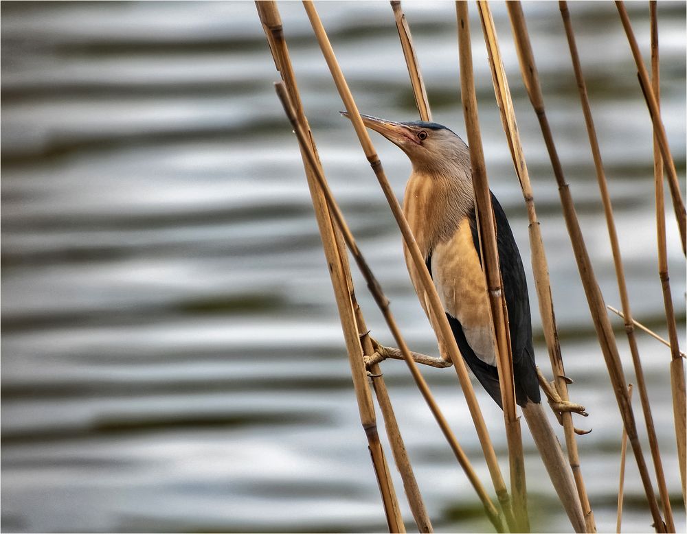 Как ни раскорячишься, всё равно не спрячешься