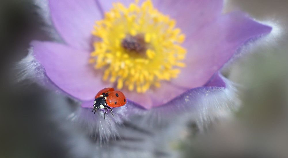 На сон-траве
