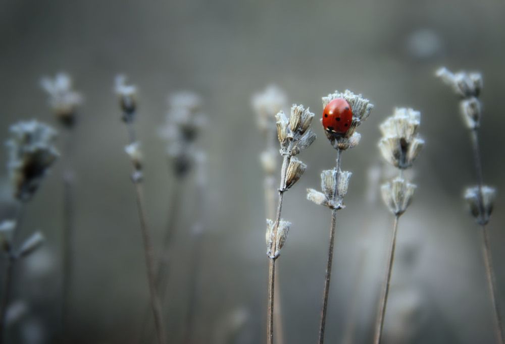 В ожидании зимы