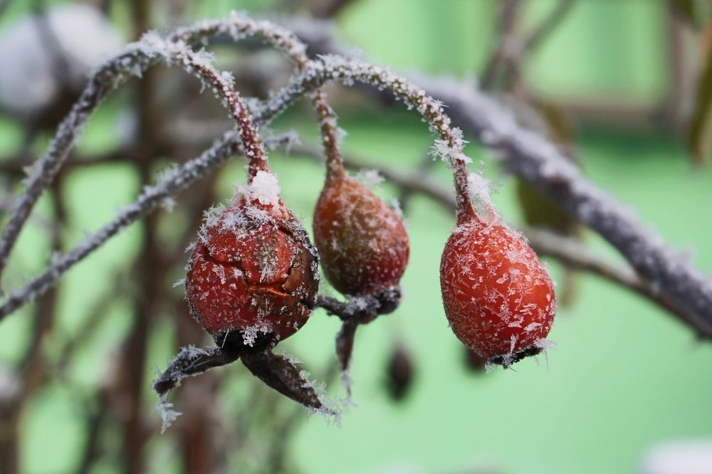 Первые морозы