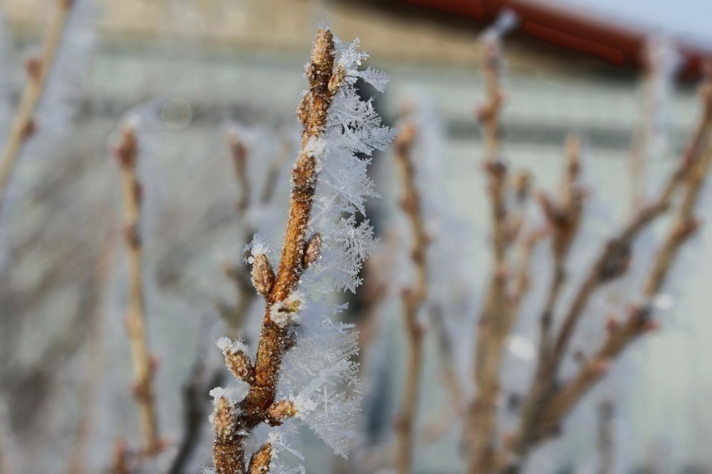 Морозное утро