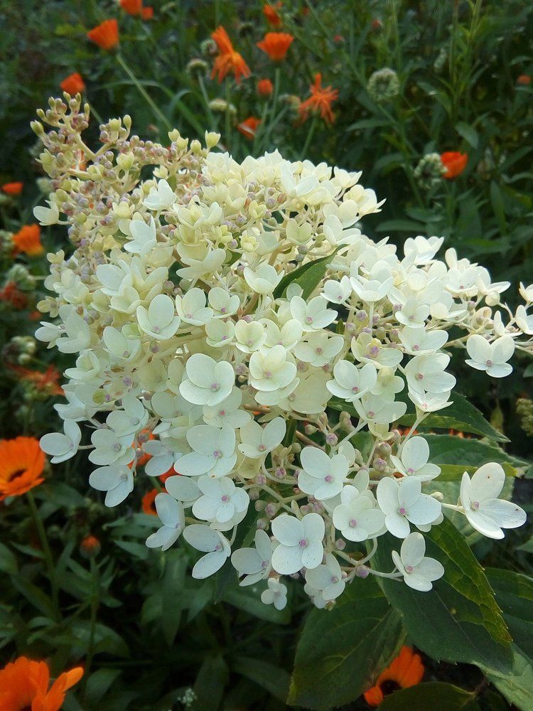 Гордая гортензия