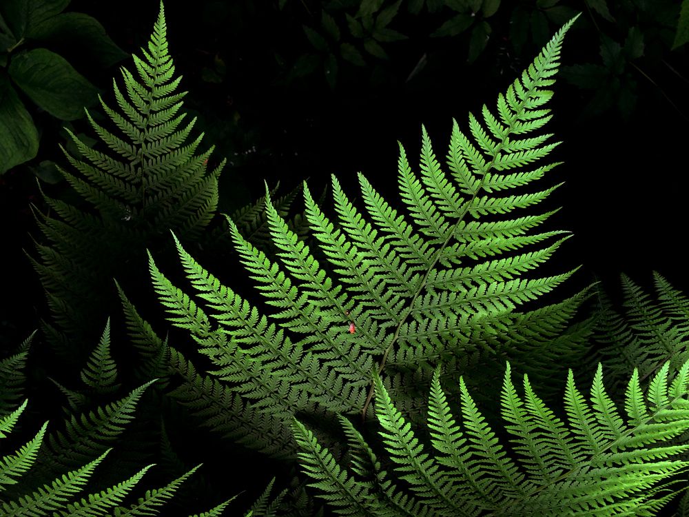 Папоротник