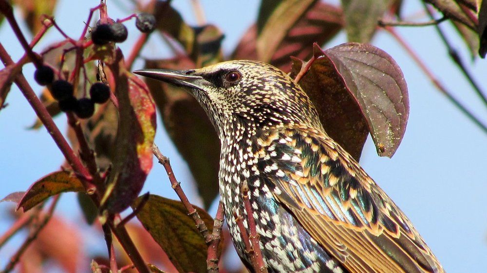 Скворцы прилетели!