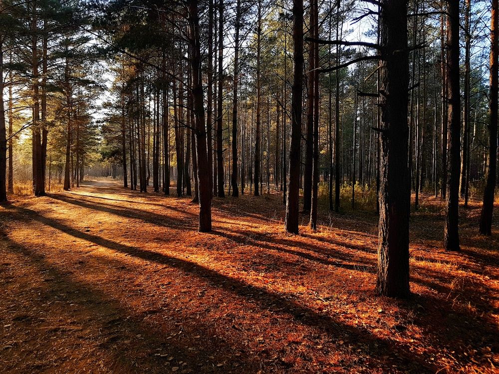 Осень в лесу