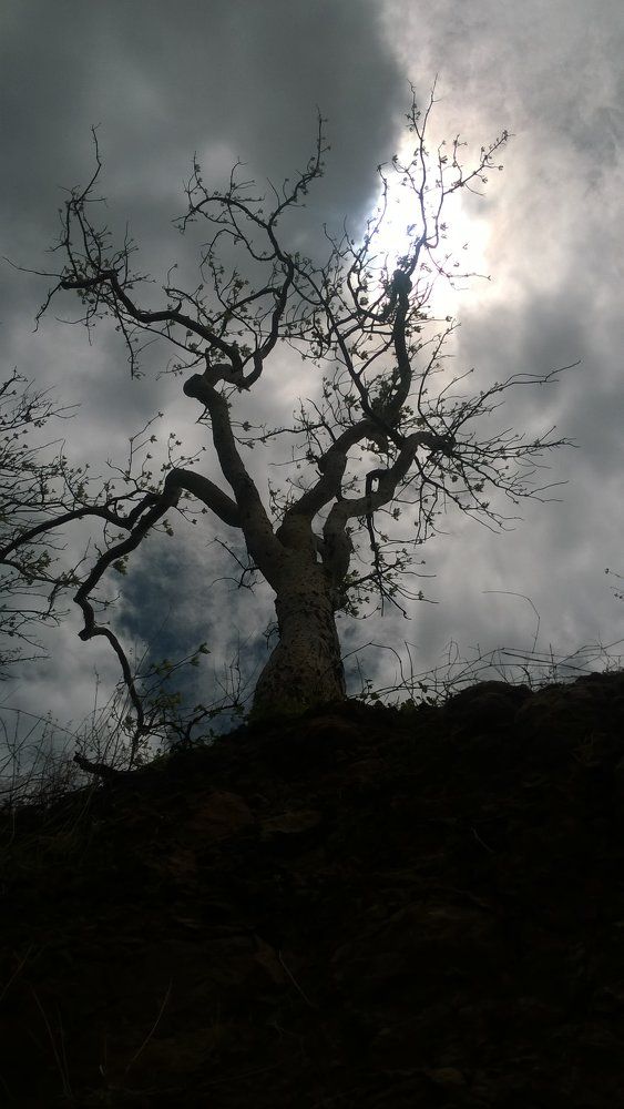 dark tree
