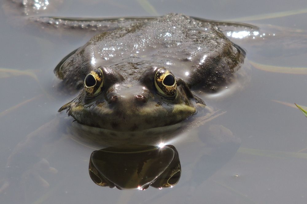Гляжусь в тебя, как в зеркало