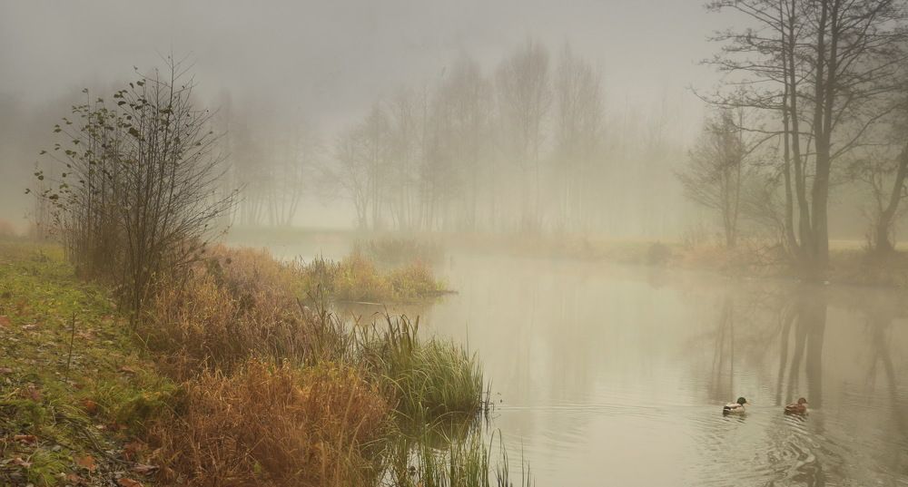 Плывут утки