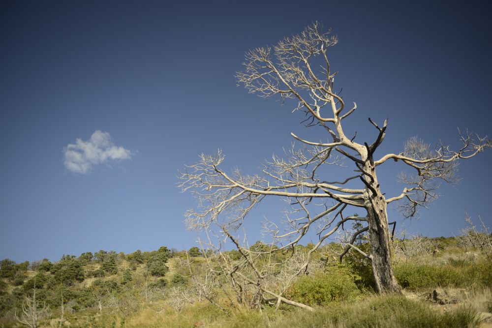 Фотография автора Медведев Сергей