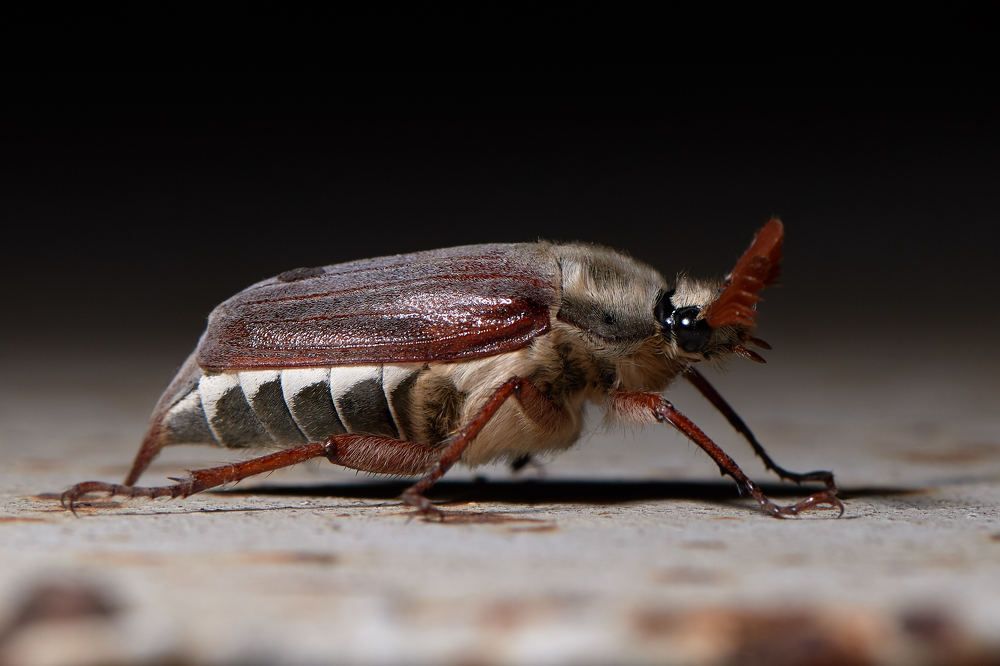 Photograph by Беспалов Александр