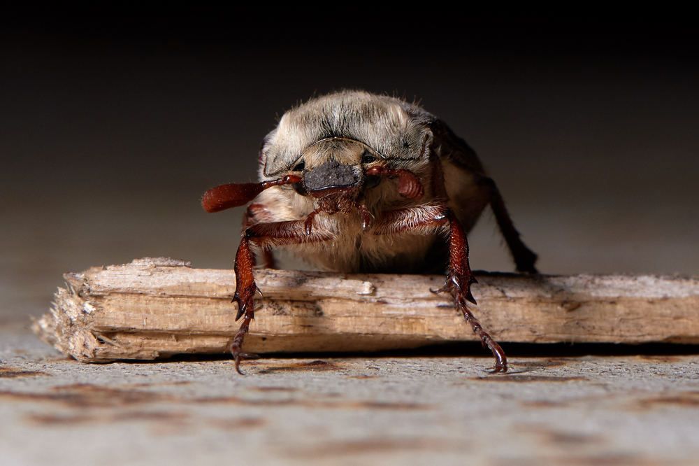 Photograph by Беспалов Александр