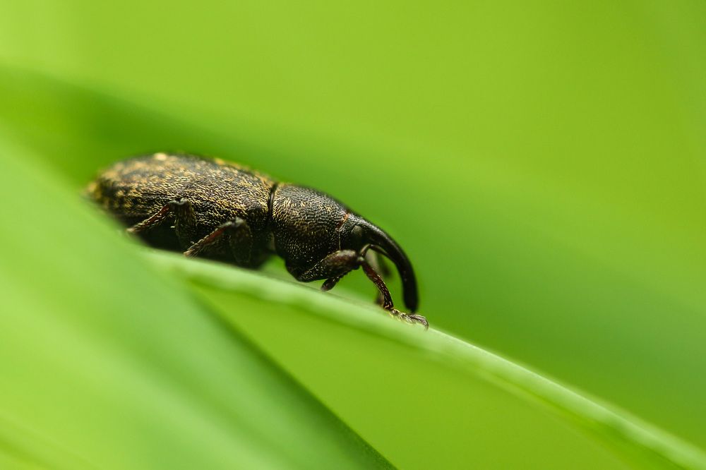 Долгоносик