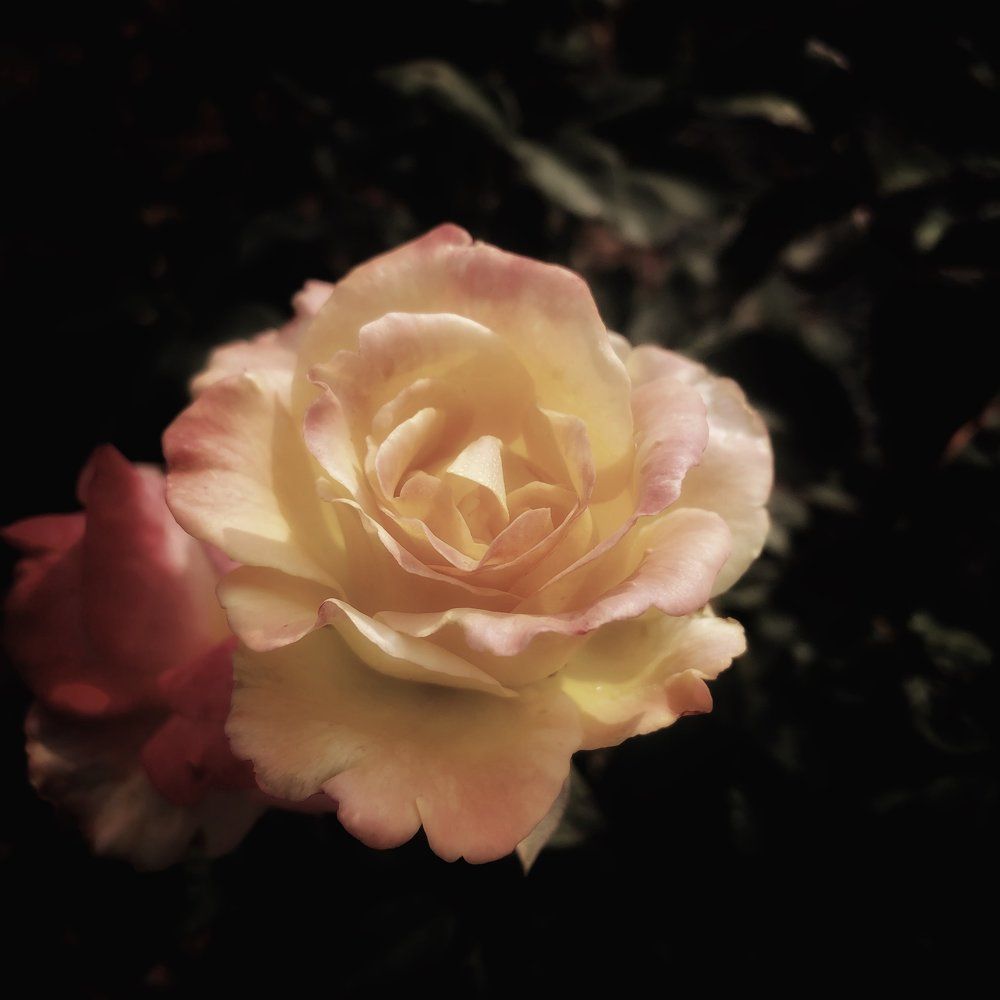 Dramatic Rose