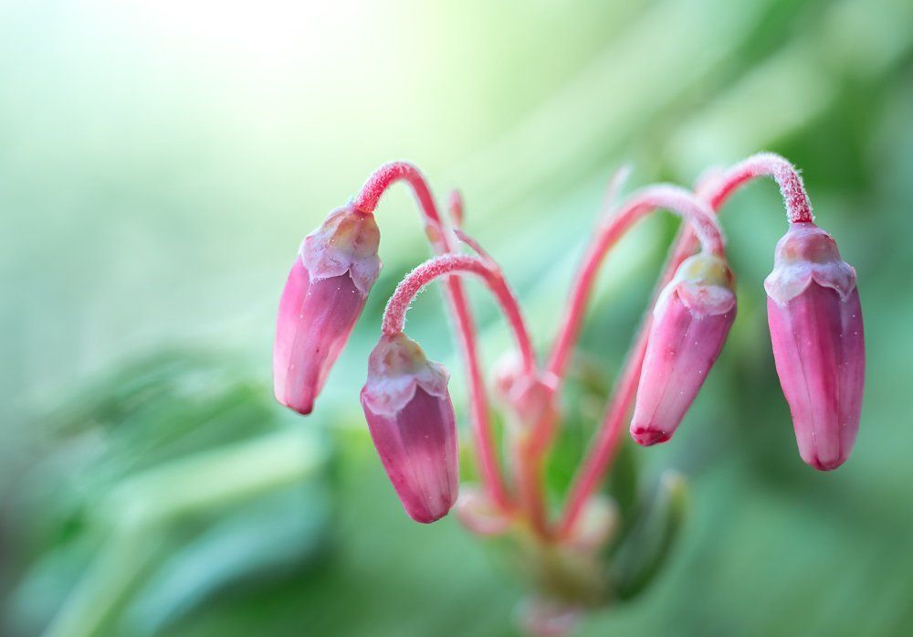 Бутоны цветущей клюквы