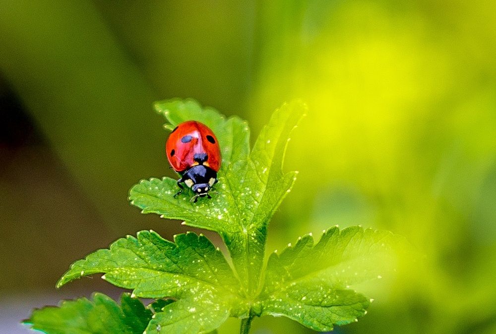 Божья коровка