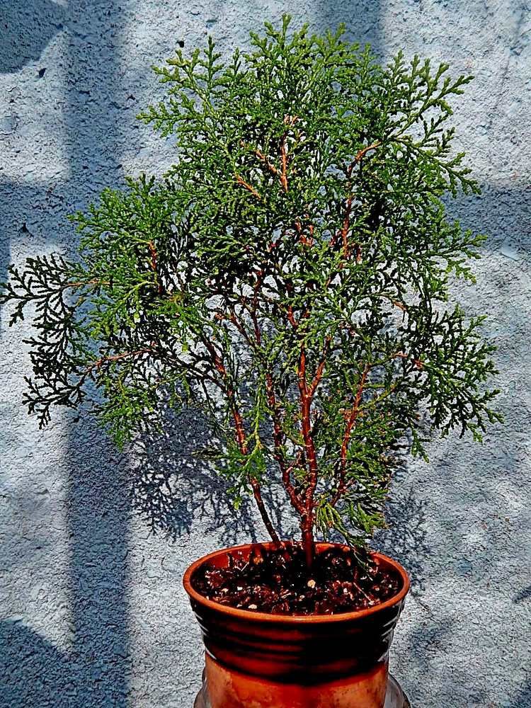 Тени на стене