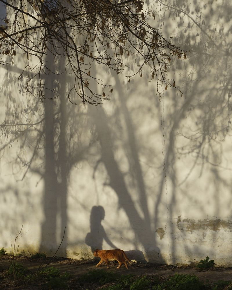 Живой  в царстве теней
