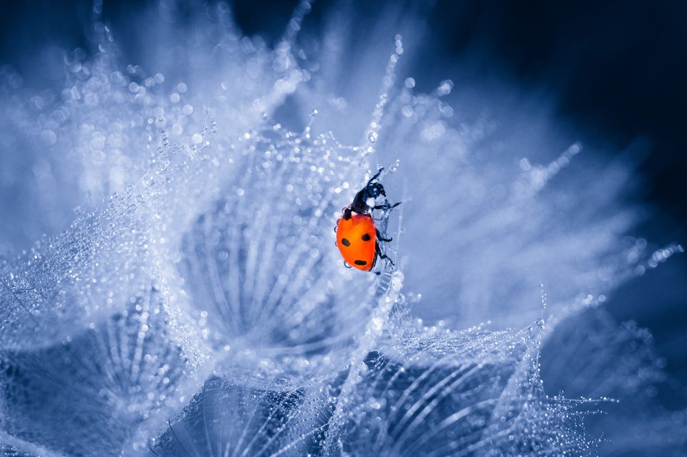 Lady bug