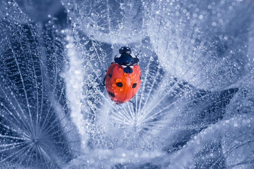 Lady bug