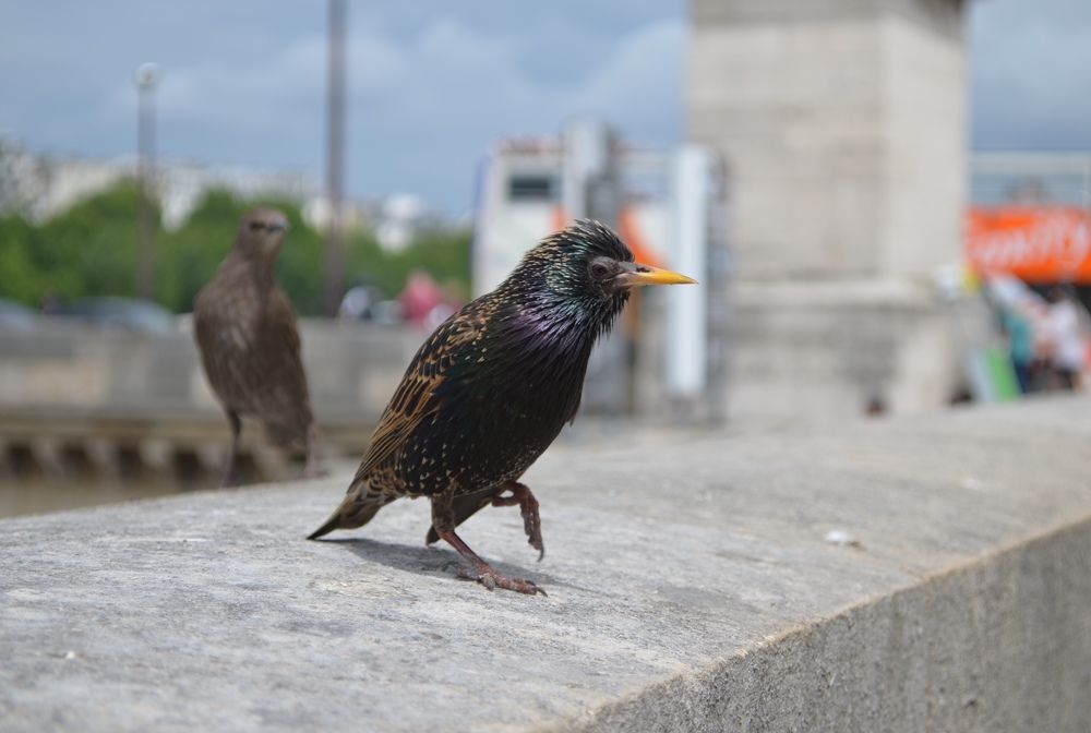 Парижский хулиган