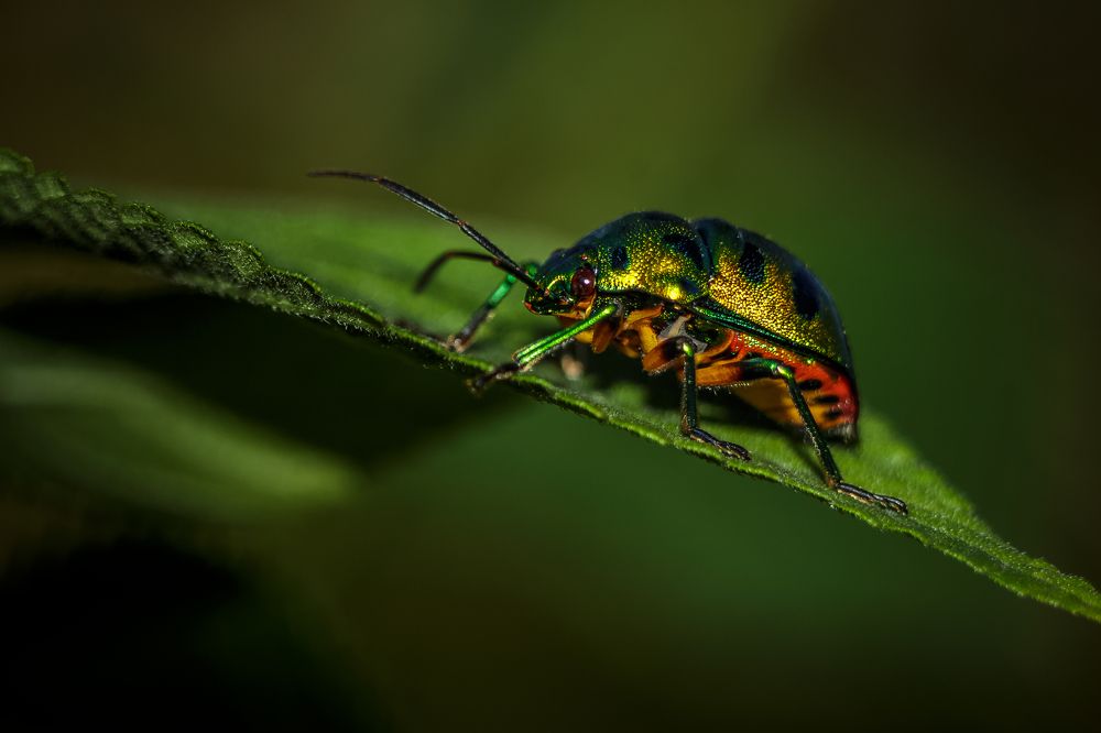 Green is color of nature