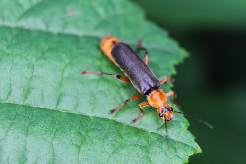 Photograph by Татьяна Фоевцева