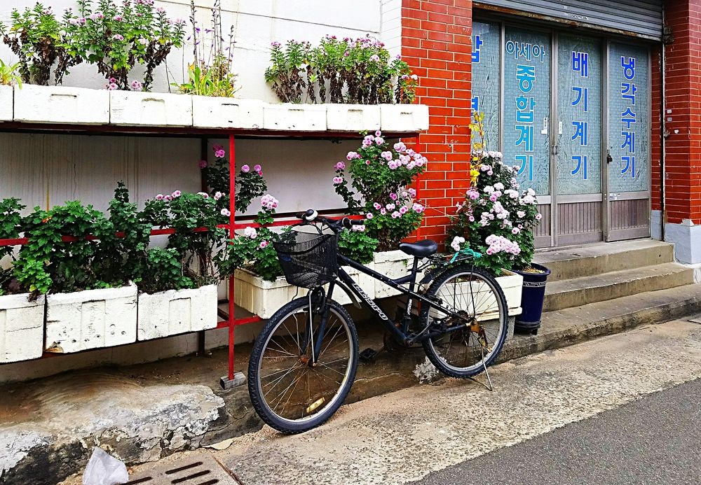 Пусан. Цветы зимой.