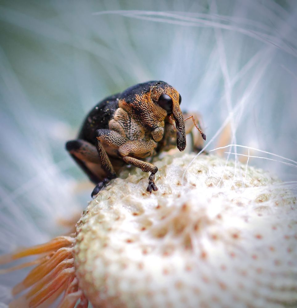 Долгоносик