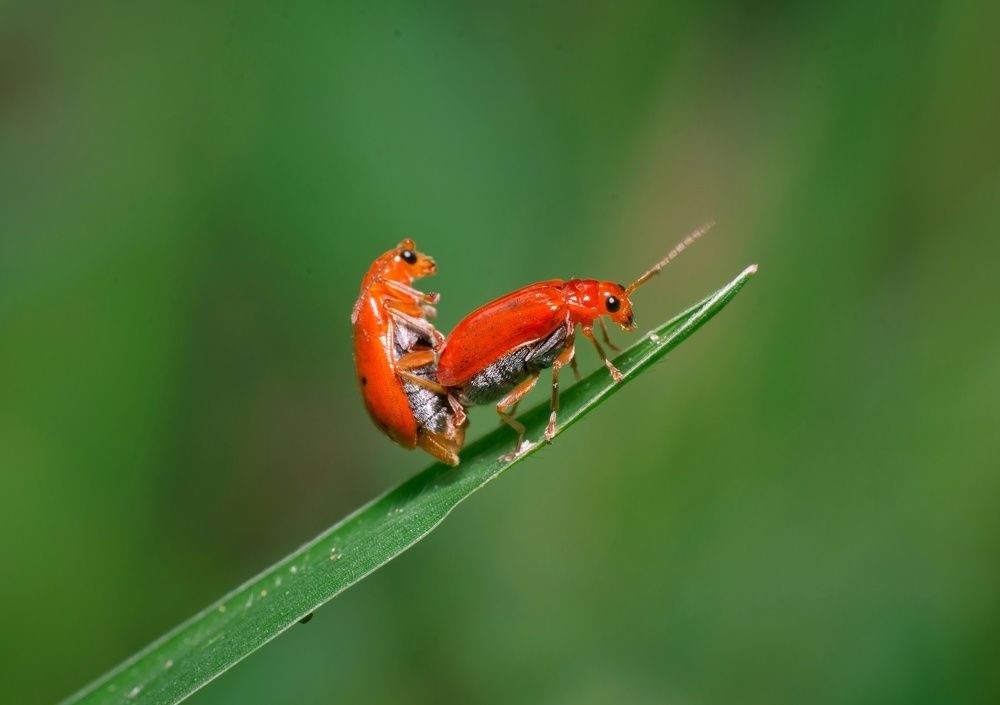 Mating