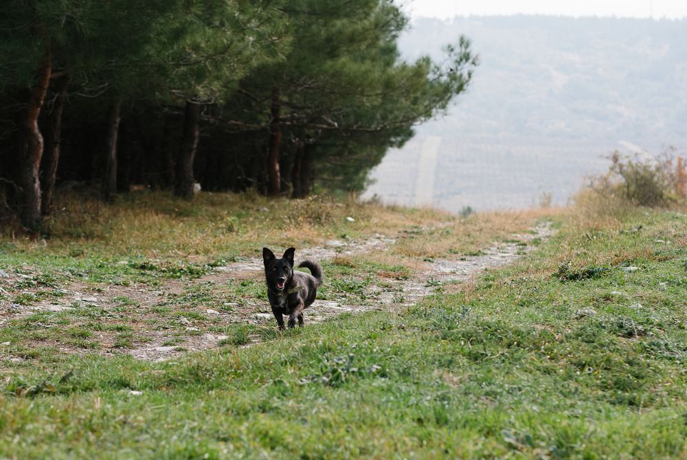Прогулка с собаками и котом