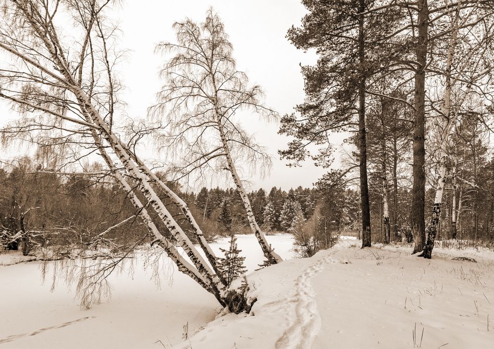 Полдень на реке Туре