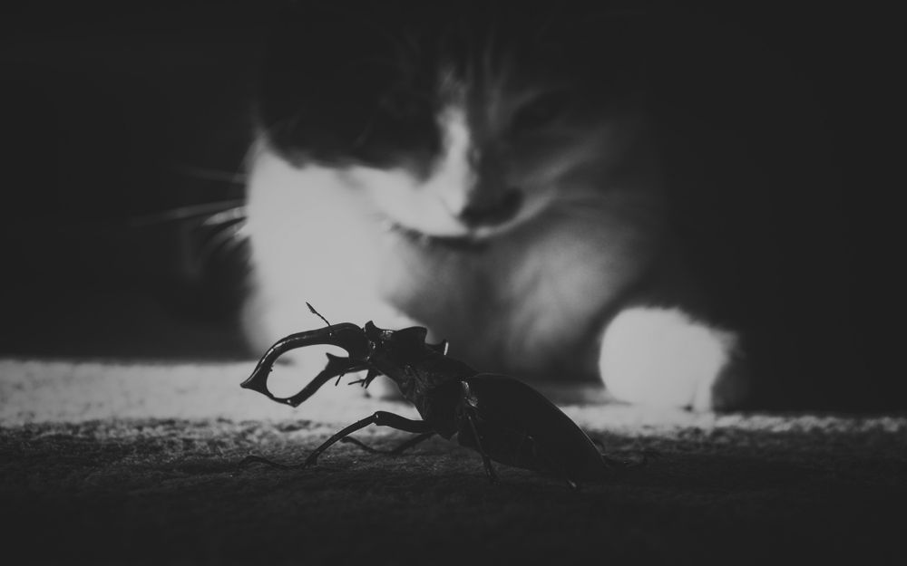 While Cerberus Sleeps