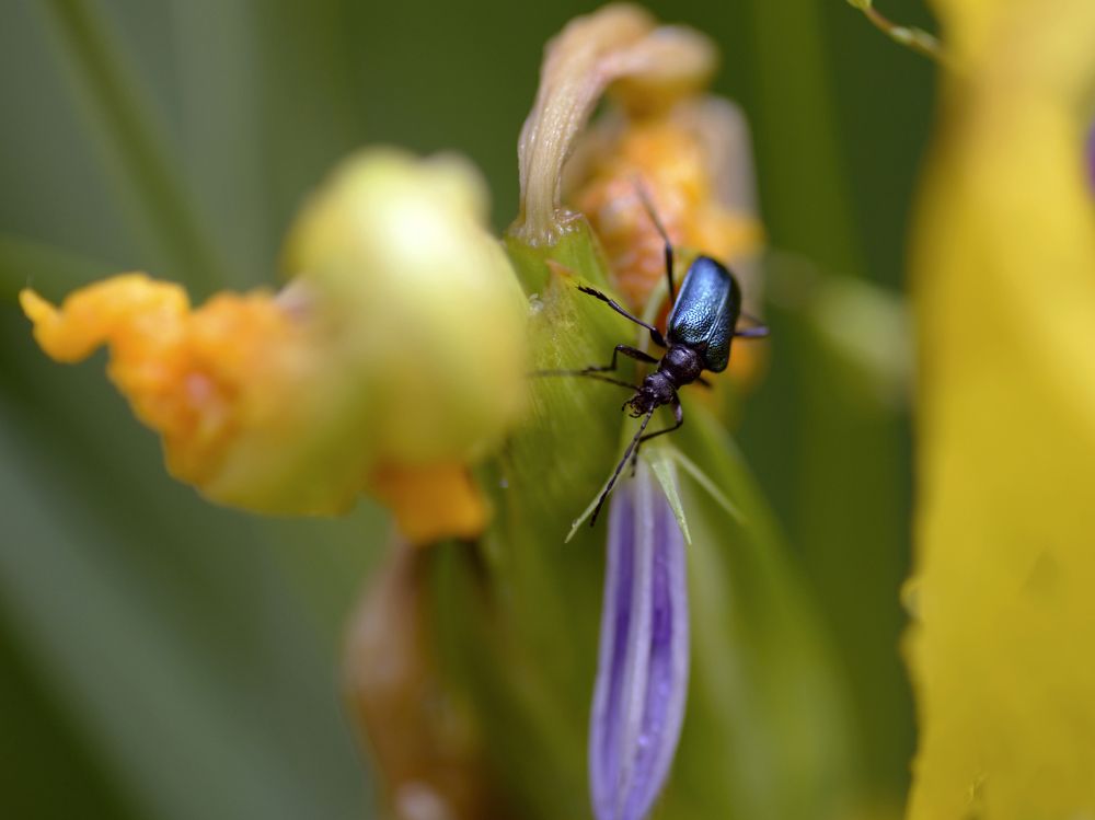 Жук греется на солнышке!