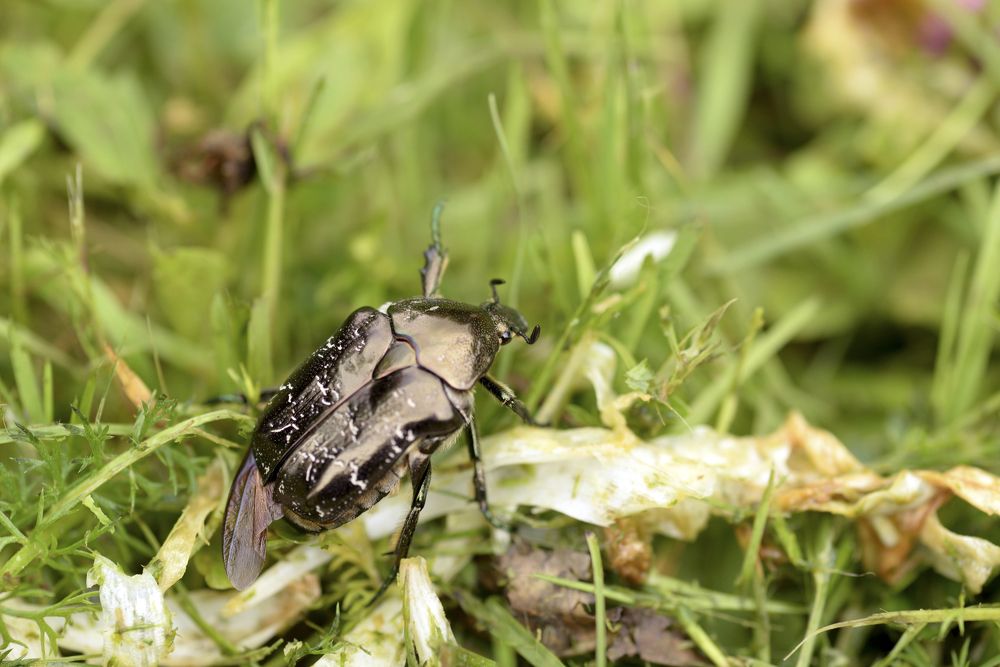 Жук на прогулке!