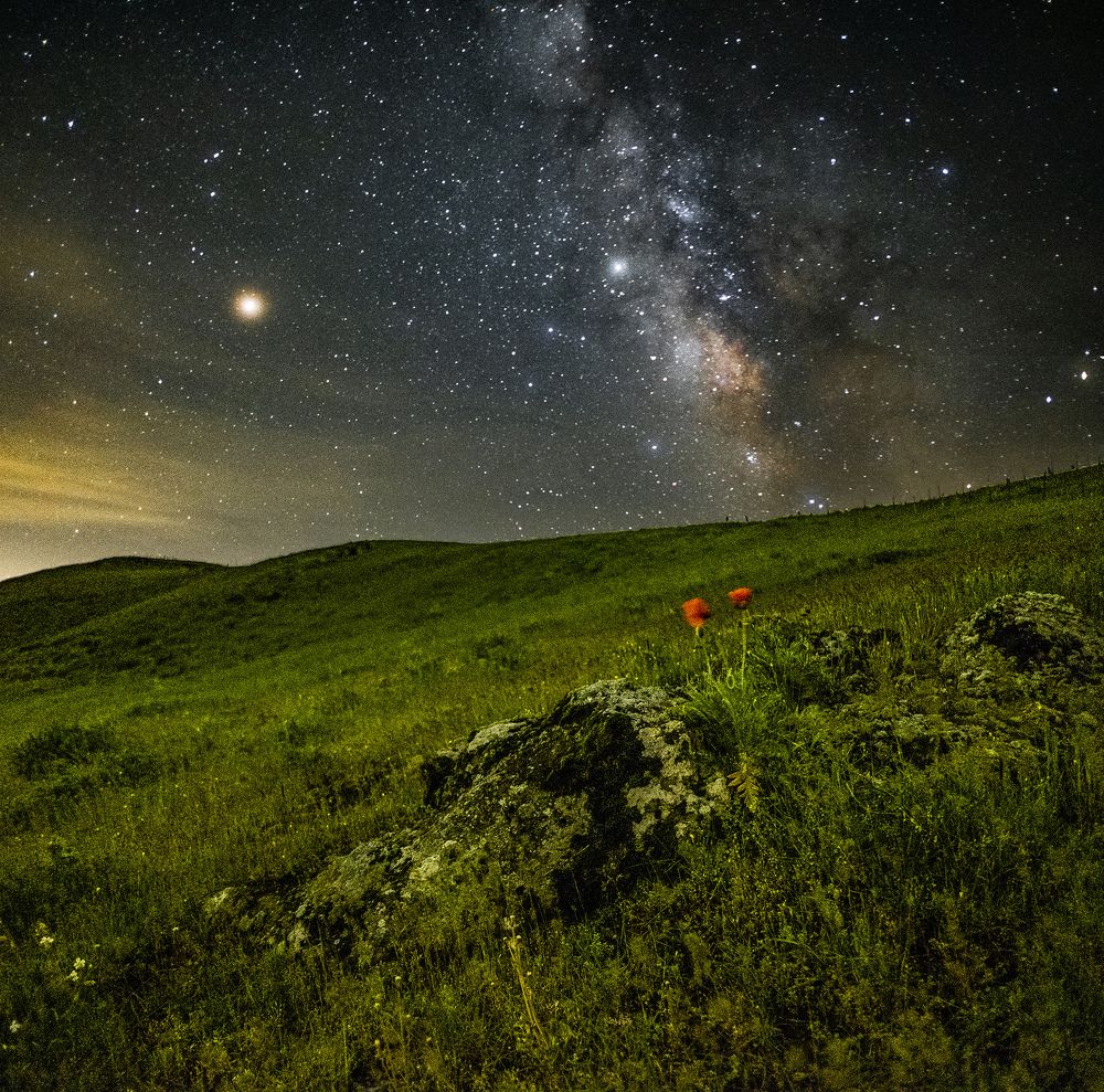 Milkyway over poppies