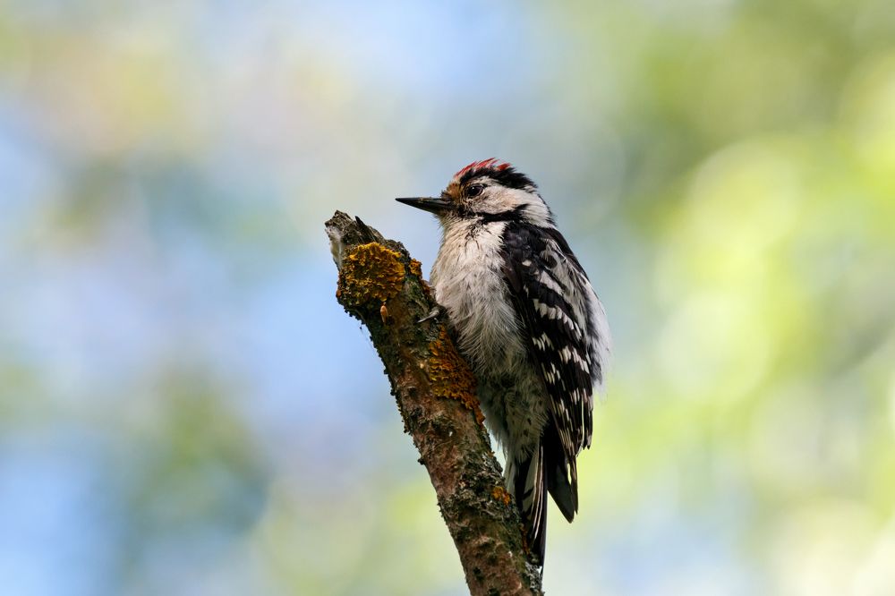 Малый пёстрый дятел