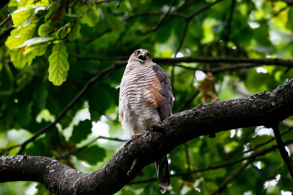 Перепелятник